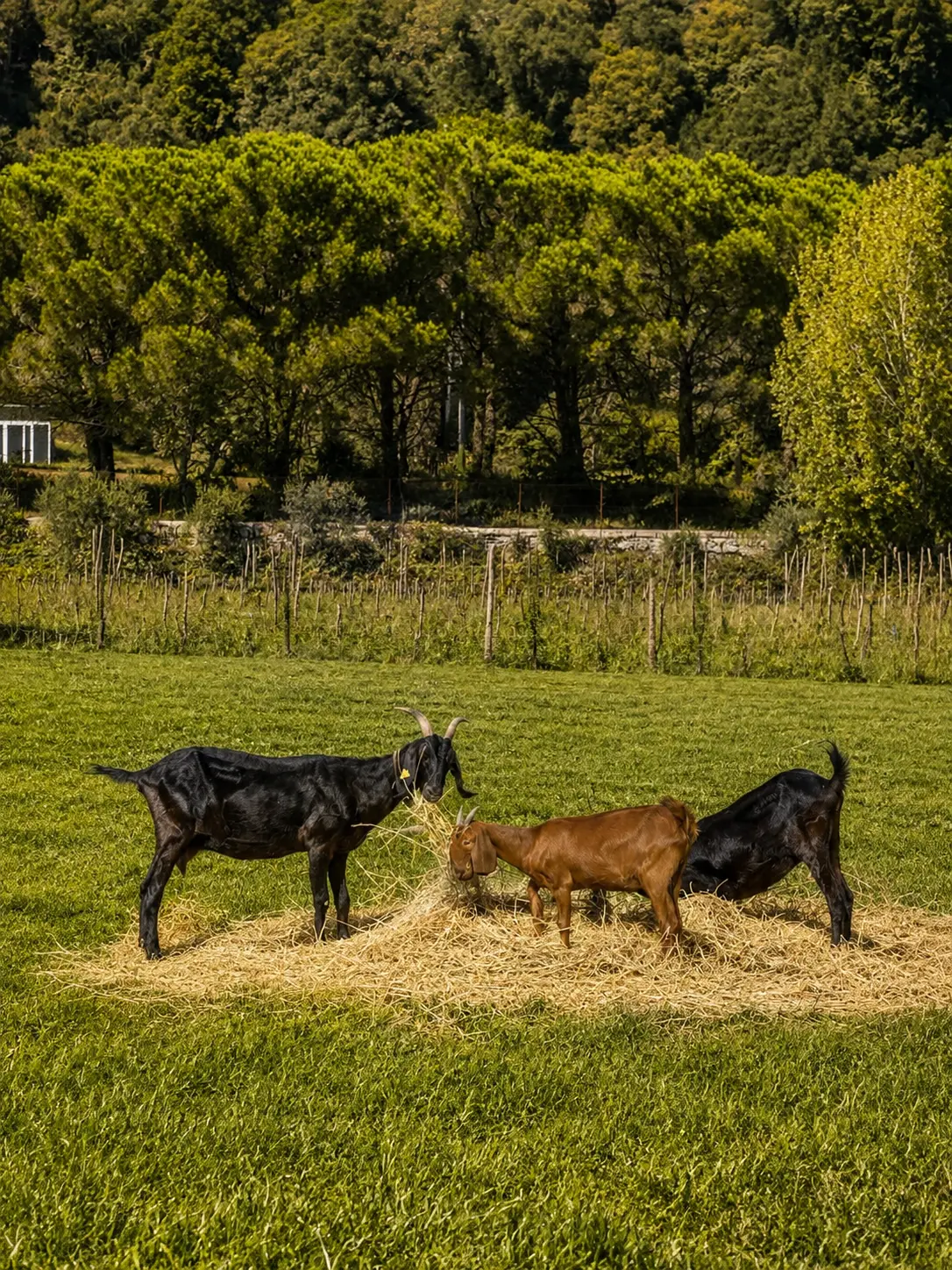La Stalla della Masseria 7